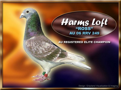 Gray Fox Harms Racing Pigeon Elite