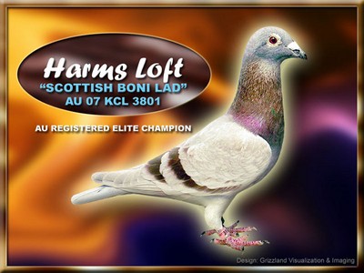 Gray Fox Harms Racing Pigeon Elite
