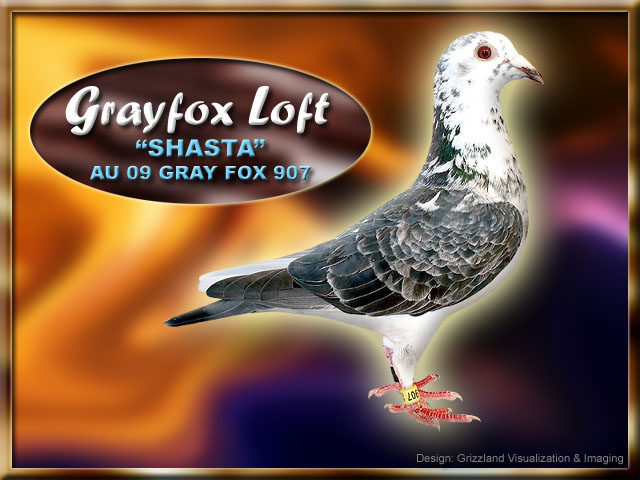 Gray Fox Harms Racing Pigeon Elite