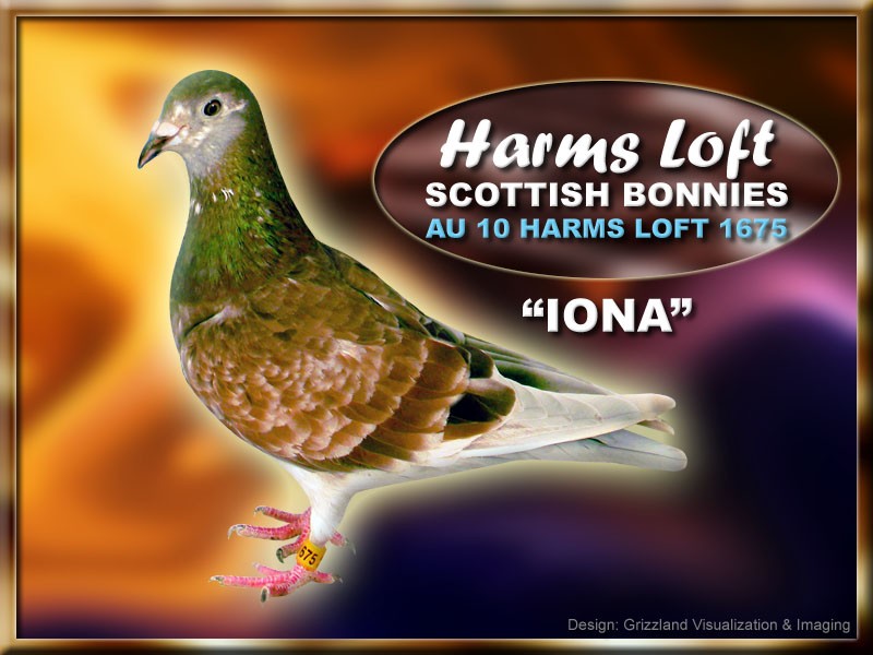Racing_Pigeons_GayFox_Harms_AU10HL1611.jpg